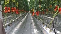 Kas voor het kweken van tomaten in Rusland