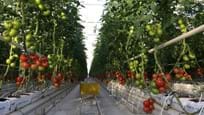 Kas voor het kweken van tomaten in Turkmenistan