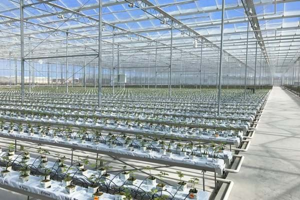 Greenhouse for growing roses in Azerbaijan