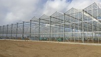 Greenhouse for growing roses in Azerbaijan