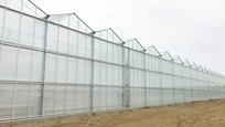 Greenhouse for growing roses in Azerbaijan
