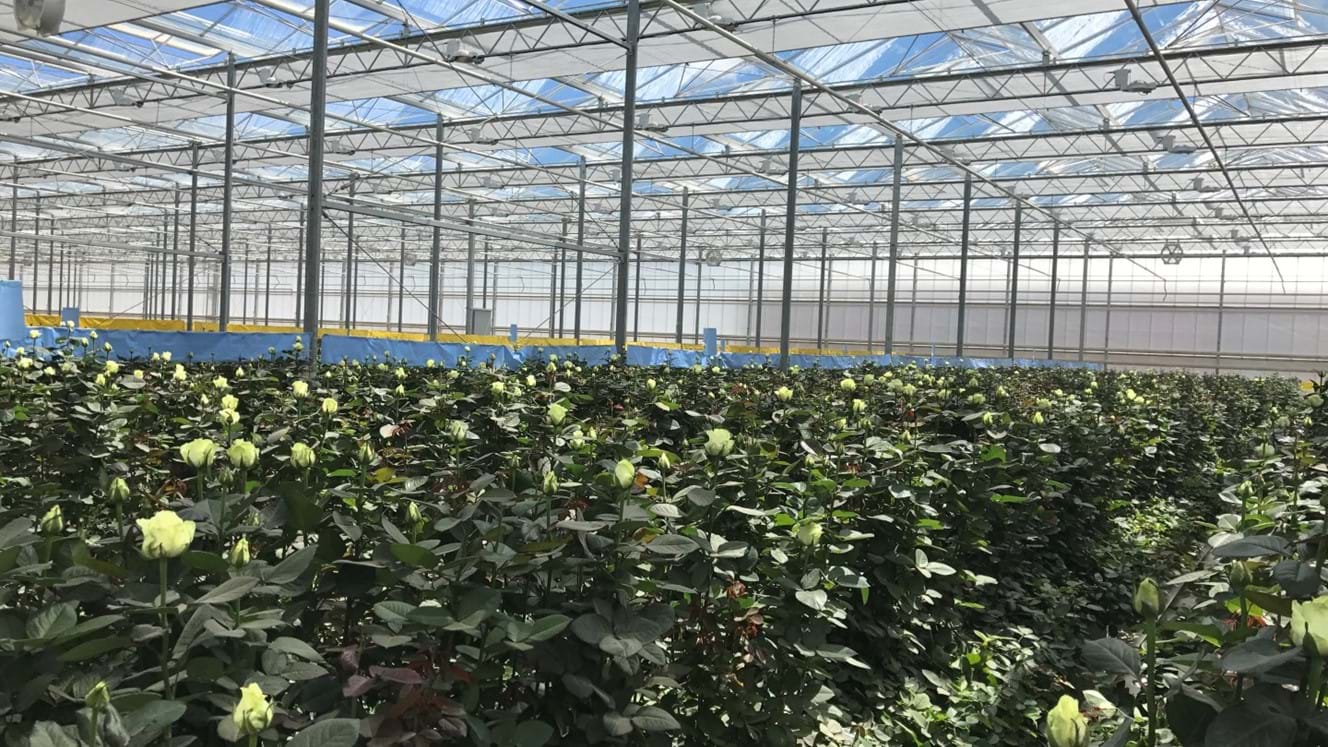 Azerbaijan 13 100 M Roses Debets Schalke