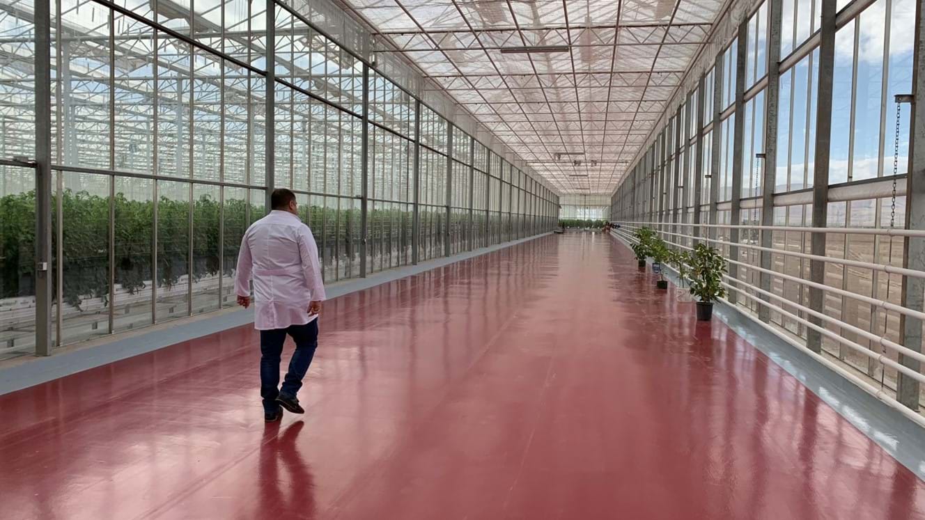 Greenhouse for growing tomatoes in Azerbaijan