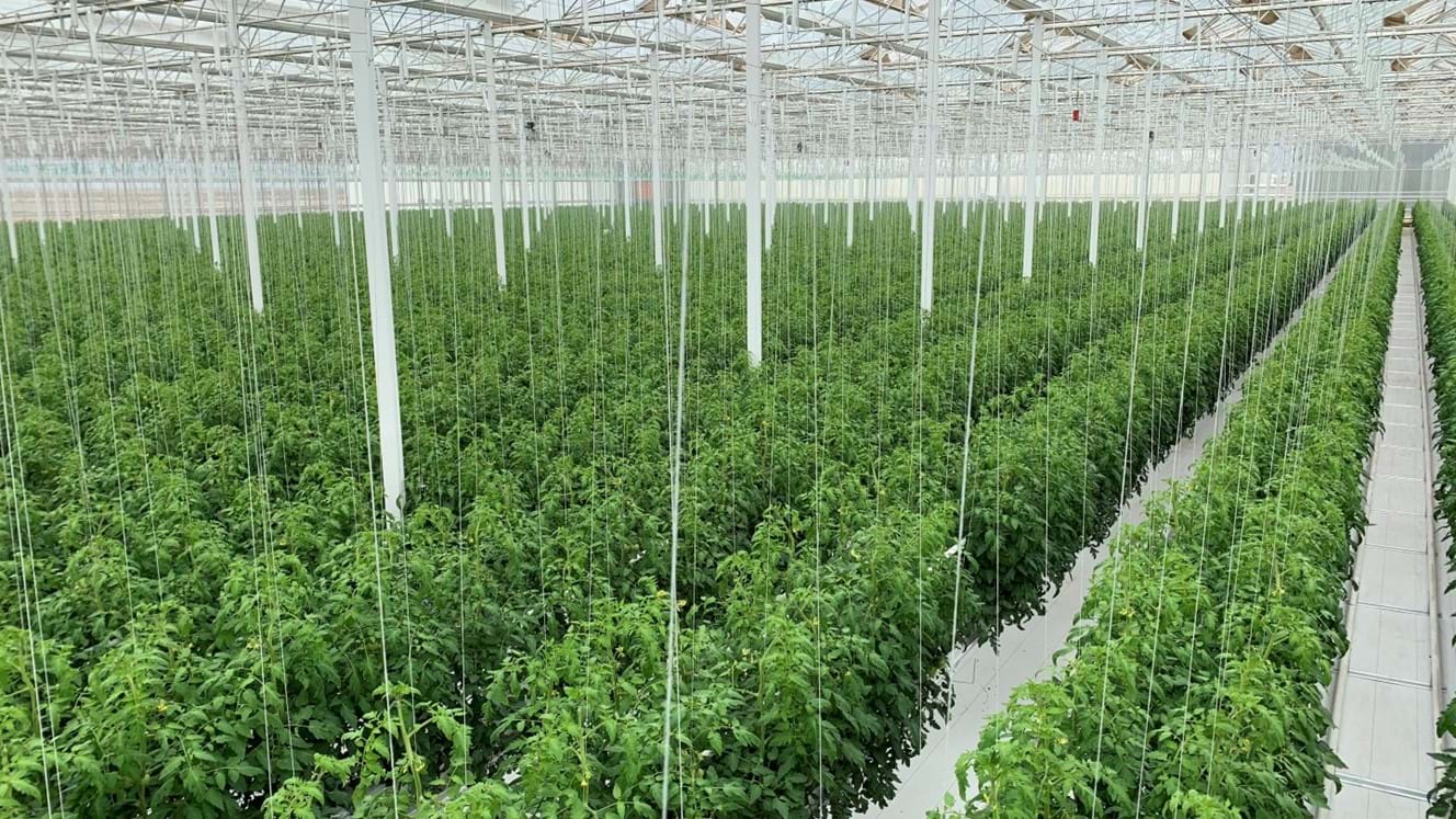 Greenhouse for growing tomatoes in Azerbaijan