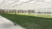 Greenhouse for vegetable seeds in the Netherlands