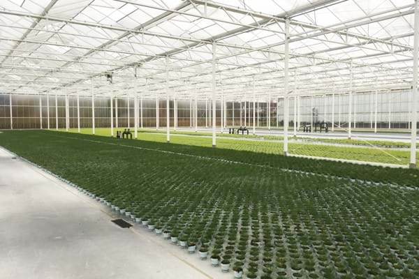 Greenhouse for vegetable seeds in the Netherlands