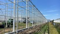Greenhouse for vegetable seeds in the Netherlands
