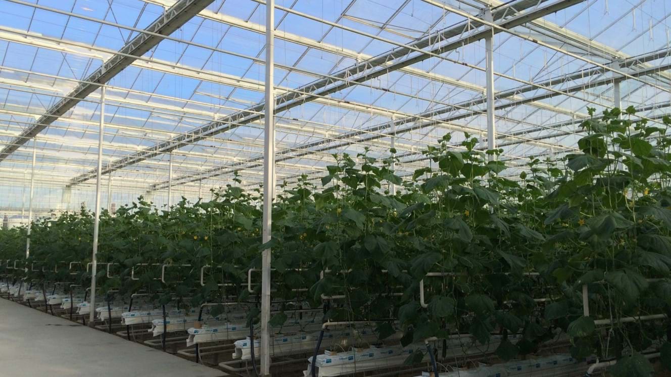 Greenhouse for growing cucumbers in Poland