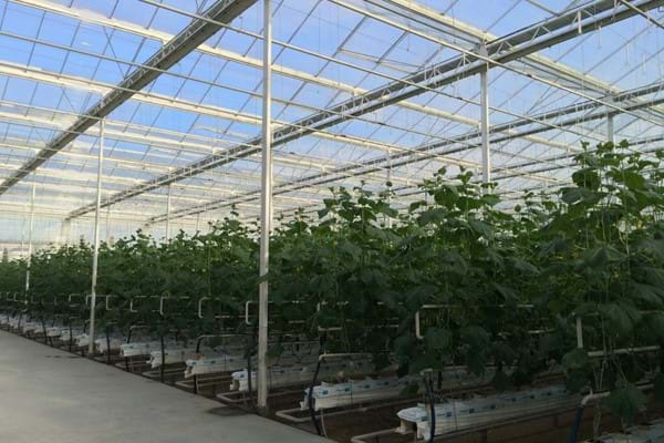 Greenhouse for growing cucumbers in Poland