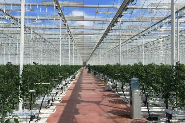 Greenhouse for growing tomatoes in Russia