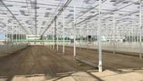 Greenhouse for growing tomatoes in Russia
