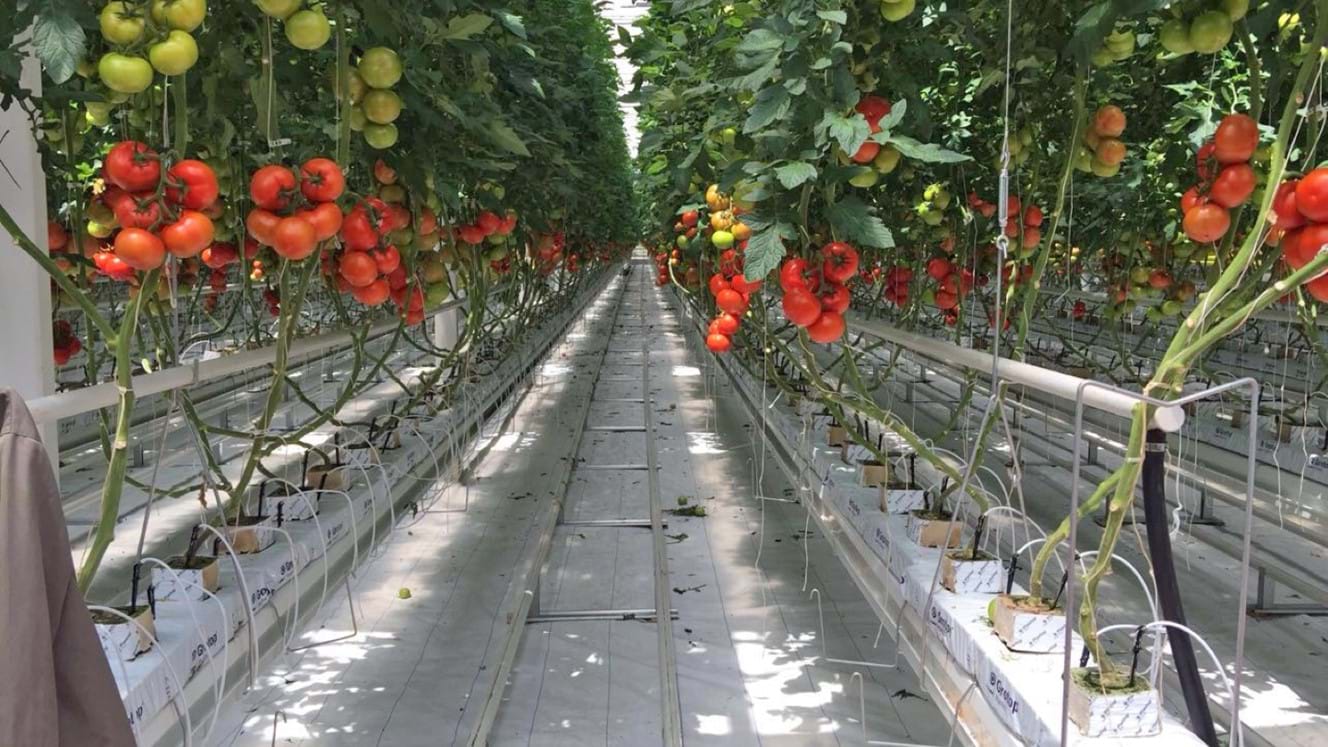 Greenhouse for growing tomatoes in Russia