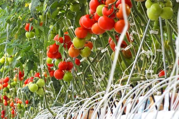 Greenhouse for growing tomatoes in Turkey