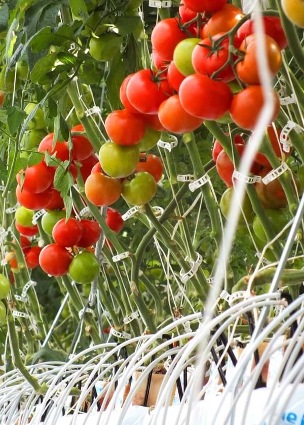 Kas voor het kweken van tomaten in Turkije