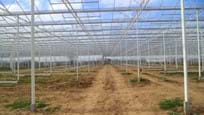 Greenhouse for growing tomatoes in Turkey