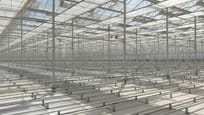 Greenhouse for growing tomatoes in Turkmenistan