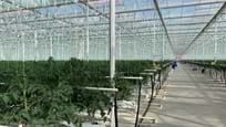 Kas voor het kweken van tomaten in Turkmenistan