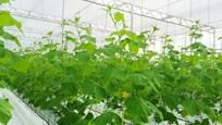 Greenhouse for growing Cucumbers in England / United Kingdom