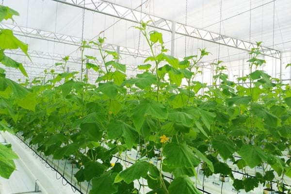 Greenhouse for growing Cucumbers in England / United Kingdom