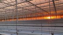 Greenhouse for growing tomatoes in Hungary