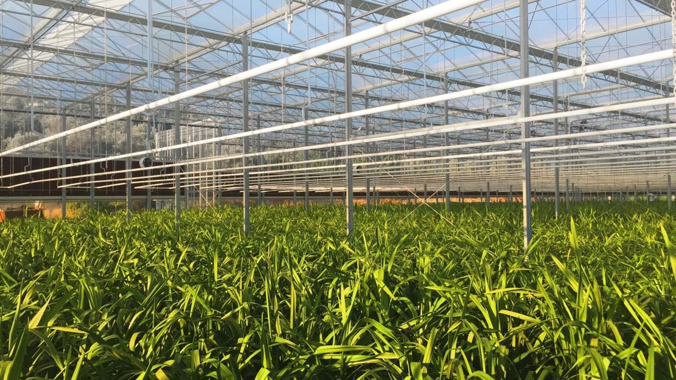 Greece 6 007 M Orchids Debets Schalke