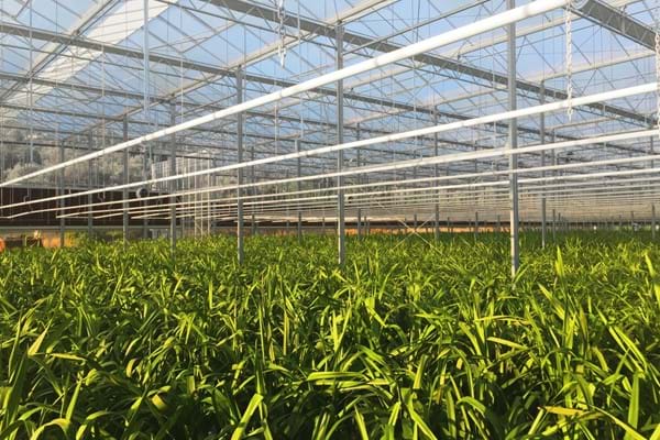 Greenhouse for growing orchids in Greece