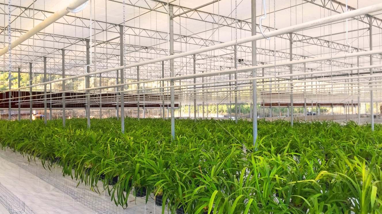 Greece 6 007 M Orchids Debets Schalke