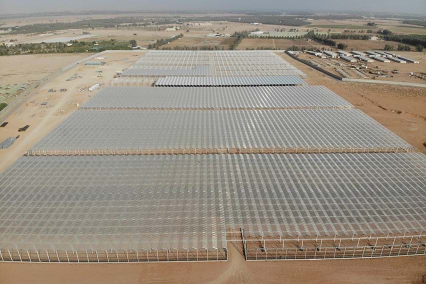 Kas voor het kweken van tomaten, komkommers en paprika in Saudi Arabië