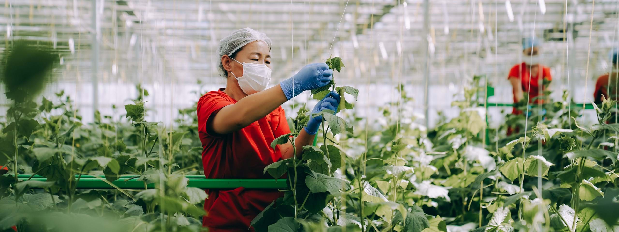 Debets Schalke Greenhouse Projects For Any Crop For Any Climate debets-schalke-greenhouse-projects-for-any-crop-for-any-climate